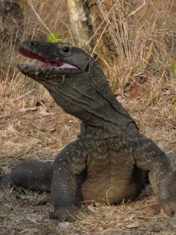 Постер The Natural World--Komodo: The Deadly Bite